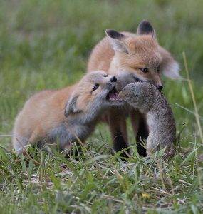 Honorable Mention - Foxes with Ground Squirrel