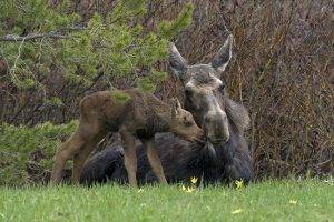 Honorable Mention - Moose with Calf