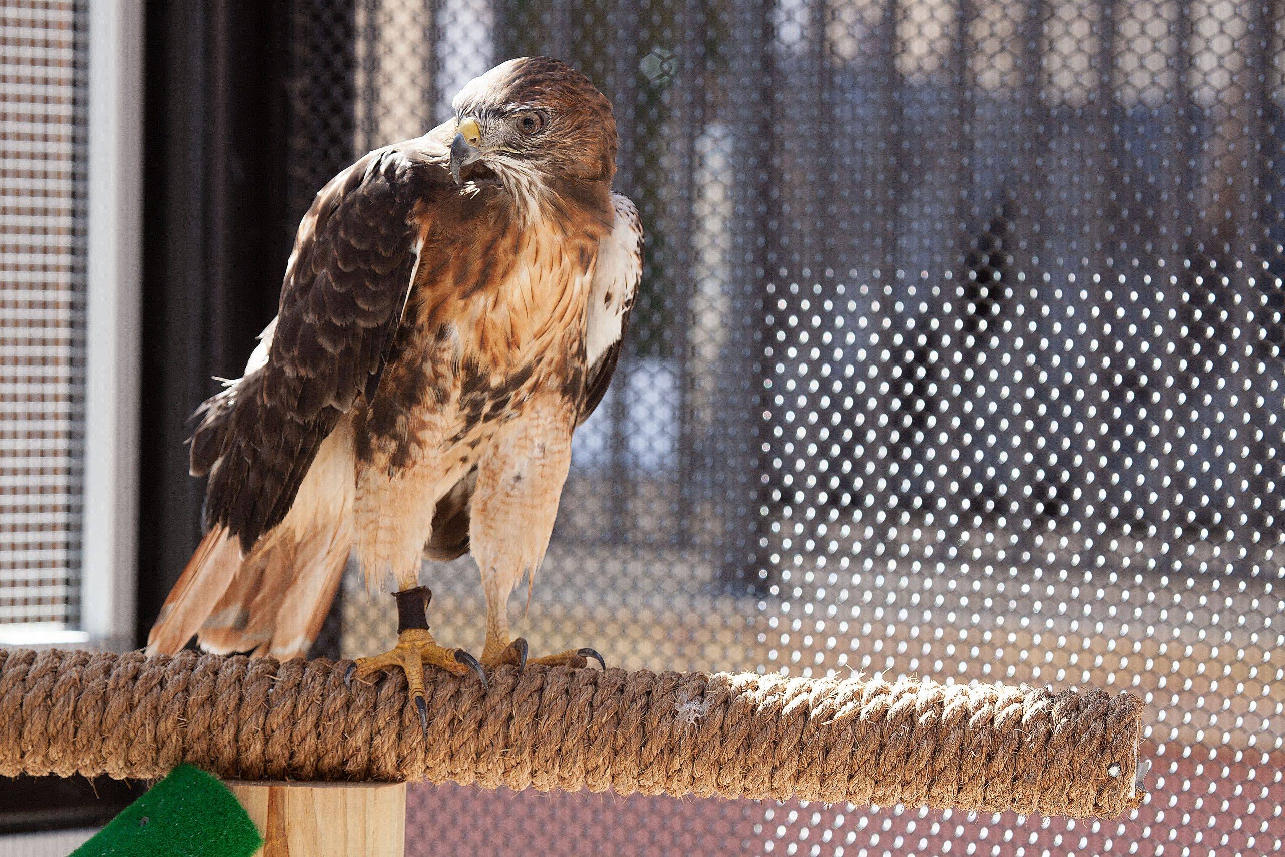horatio-the-red-tailed-hawk