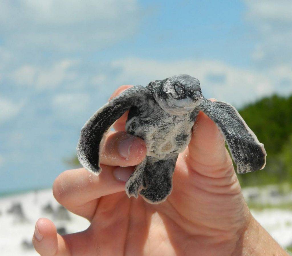 hand holds leatherback sea turtle
