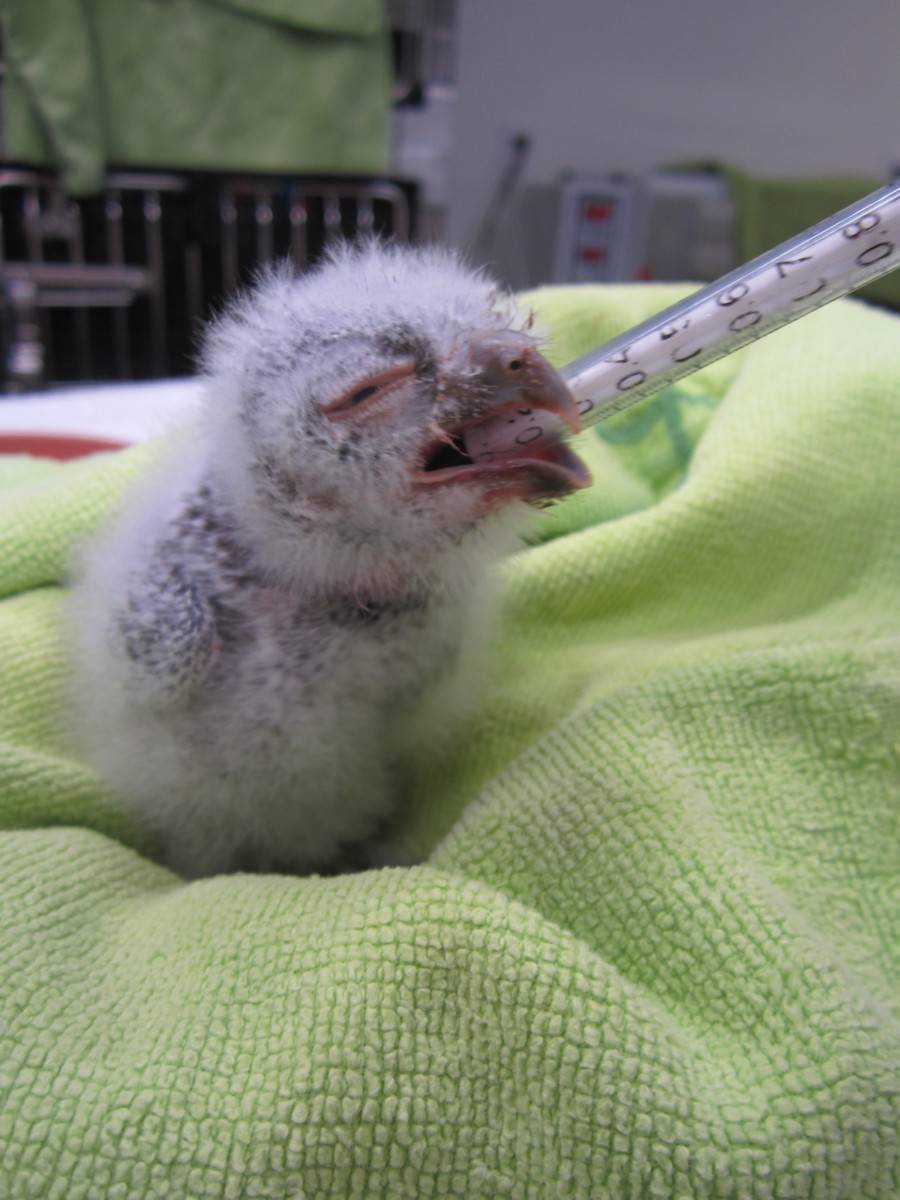 baby bird feeds from pipette