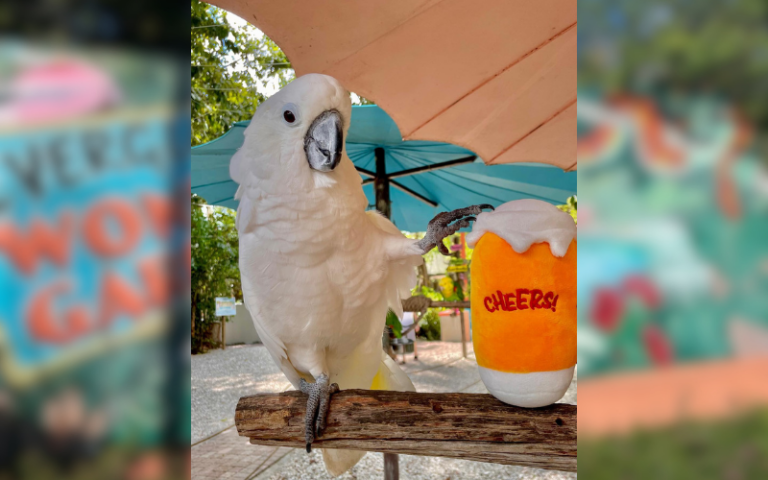 A white cockatoo poses next to a stuffed beer mug during Wonder Gardens' Brews for the Birds event.